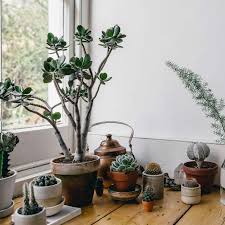 how to care for succulents and not