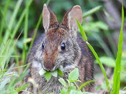 prevent rabbit damage in the garden