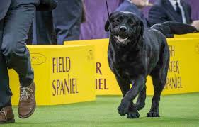 We realize that not every household. In This Tuesday Feb 13 2018 Photo Memo A Labrador Retriever Competes In The Sporting Gro Las Vegas Review Journal