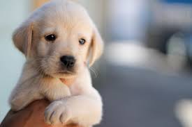 45 cute dog wallpapers wallpaperboat