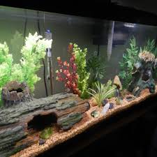 how to change the water in a fish tank