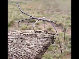 stick insect natural history you