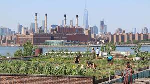 New York S Rooftop Farms Help Stop The