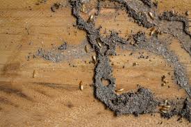 reduce termite from your carpet