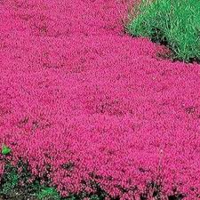 red creeping thyme lawns the low