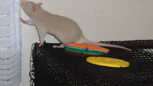 What Is The Best Bedding For Pet Rats