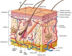 Hypodermis Skin Layers Skin Anatomy Sweat Gland Skin