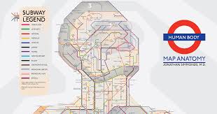 Although this appears on the map as a linear path of transformation, a different visual metaphor better represents the complexity of. An Illustrated Subway Map Of Human Anatomy