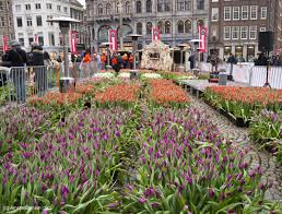 national tulip day amsterdamian