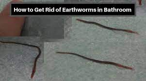 get rid of earthworms in bathroom