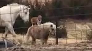 On first pass, there is nothing wrong with this corgi perched atop a pony, trotting into the night like a dragoon. Pony Owner Is Shocked To Discover Her Animal Is Being Secretly Ridden At Night By A Corgi Daily Mail Online