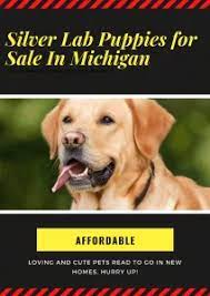 Labrador retriever puppies for sale and dogs for adoption in michigan, mi. Silver Lab Puppies For Sale In Michigan Labrador Retriever Breeders 2021