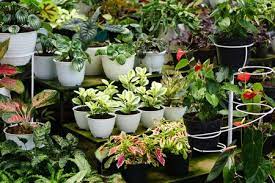 7 materials used for plant containers