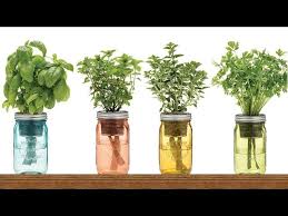 9 Herbs You Can Grow In Water Over And