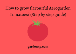 grow flavourful aerogarden tomatoes
