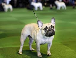 Looking for french bulldog puppies near me? well, you have finally arrived at the destination you have been looking for all this time. Look Out Labs French Bulldogs Now 2nd Most Popular U S Dog