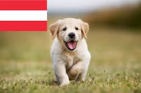 Only guaranteed quality, healthy puppies. Golden Retriever Zuchter In Osterreich Goldenr De