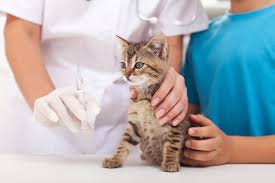 Your vet needs proof that your pet's at least 12 weeks old. Pet Vaccination Faqs In Burke Va Burke Animal Clinic