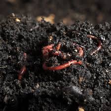 vermicomposting all you need to know