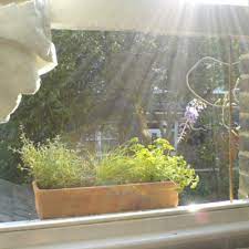 Growing Vegetables In Window Boxes