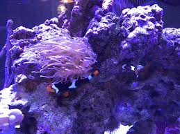 what do clownfish eggs look like