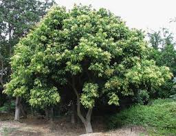 Saboeiro: a árvore que produz sabão naturalmente - Mega Curioso