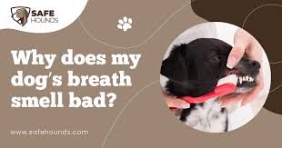 why does my dog s breath smell bad