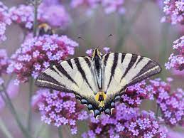 Butterflies and flowers were made for each other, and there are certain flowers that butterflies absolutely love to be around. Butterfly Weed Plants That Attract Swallowtails