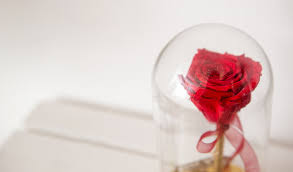 Rose In Glass Dome Images Browse 1