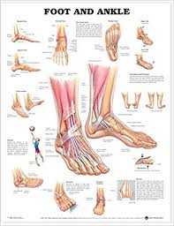 Foot And Ankle Anatomical Chart 9781587791376 Medicine
