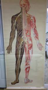 Life Sized Instructional Human Anatomical Chart All Sorts