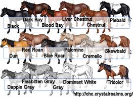Horse Color And Markings Chart Any Color Is Acceptable As
