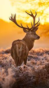 sunset buck deer elk