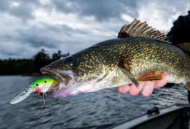 Fish Shallow For Fall Walleyes