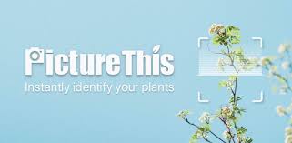 This app will help identify plants in their natural environment. Picturethis Identify Plant Flower Weed And More Apps On Google Play