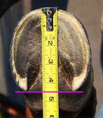 Renegade Hoof Boots How To Measure For Hoof Boots