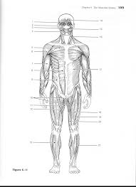 Anatomy and physiology coloring workbook ch. Https Www Murrieta K12 Ca Us Cms Lib5 Ca01000508 Centricity Domain 1775 Muscle Anatomy Coloring Workbook Pages 97 111 Pdf