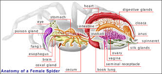 Spider Identification Chart Australia Venomous Dangerous