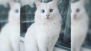 snow white cat has the most magical