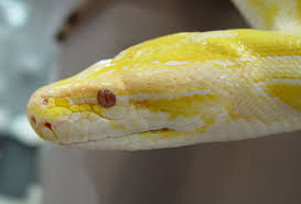 burmese python care chicago exotics