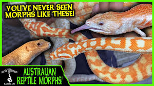 australian reptile morphs like you ve