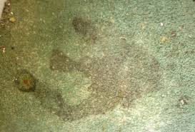 cleaning mold from carpet can