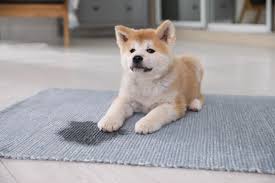 treating dog urine on carpet