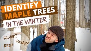 identify maple trees during winter