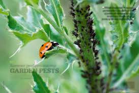 summer problem solving garden pests