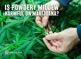 is powdery mildew harmful on