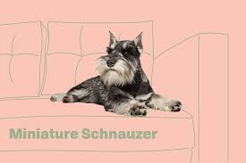 miniature schnauzer dog breed
