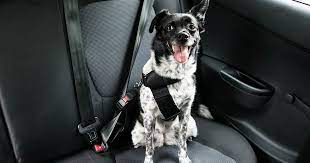 The Best Car Safety S For Pets