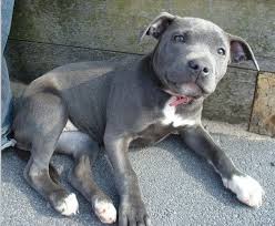 722 likes · 15 talking about this. Blue Staffy Puppy 3 I Want One So Bad Blue Staffy Puppy Staffordshire Bull Terrier Puppies Pitbull Terrier