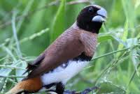 Terdapatnya beberapa jenis burung pipit: Burung Pipit Habitat Jenis Manfaat Dan Cara Merawatnya Lengkap